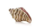 Judith Leiber Couture Judith Leiber Conch Shell Breakers Clutch